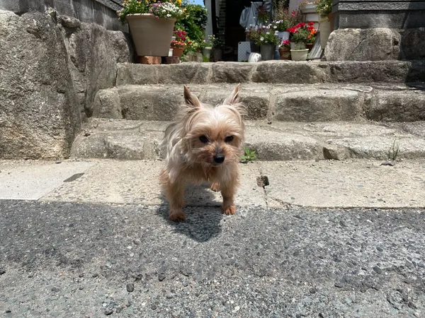 なる