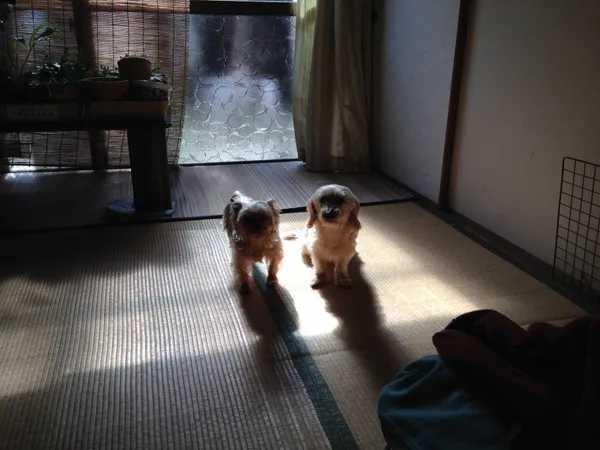 なるとこた
