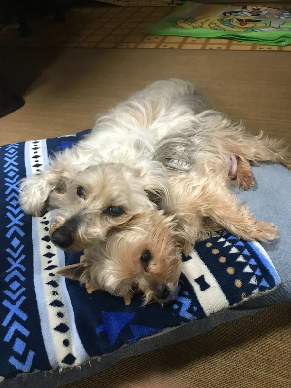 なるとこた